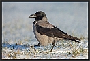 Bonte Kraai, Hooded Crow, Corvus cornix Location: Poland bonte kraai 10A3744 kopie